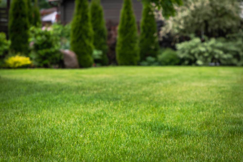 Best Lawn Care & Mowing Services in Hamilton Ontario 2026